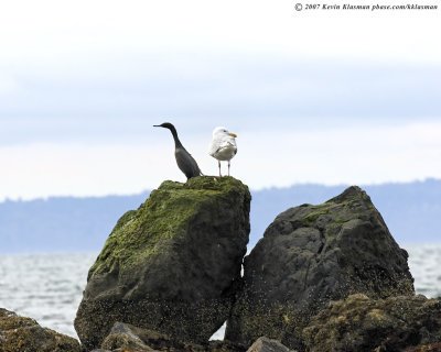 The gull and cormorant aren't speaking!