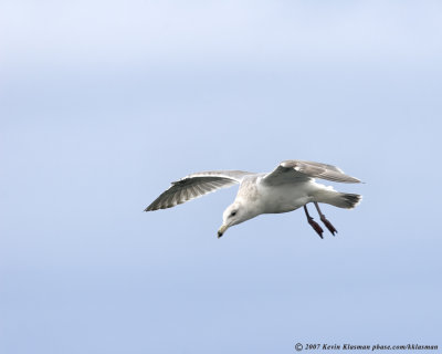 A gull prepares to land