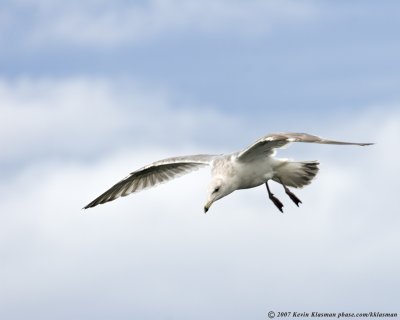 The same gull, moments later