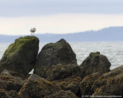 A gull looks longingly out to the Sound