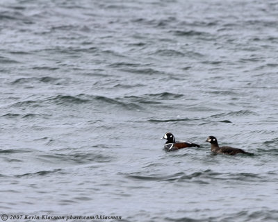 My first sighting of Harlequin Ducks