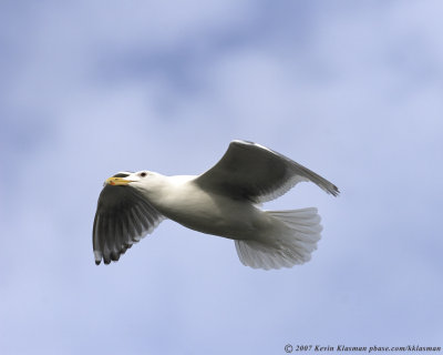 Western Gull in flight with a nice sky background