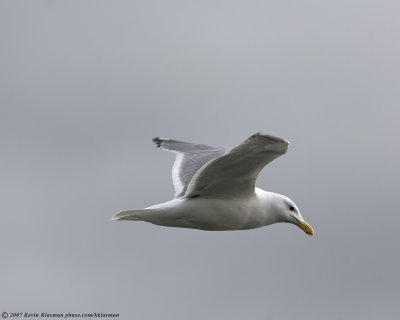 Another Western Gull in flight