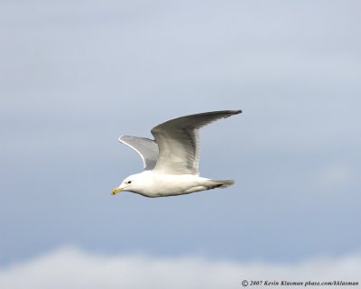 Its hard to believe that Western Gulls are on the Audubon Vulnerable Birds list
