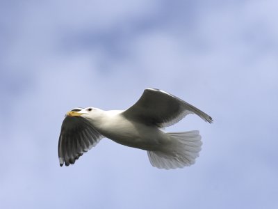 Western Gull in flight