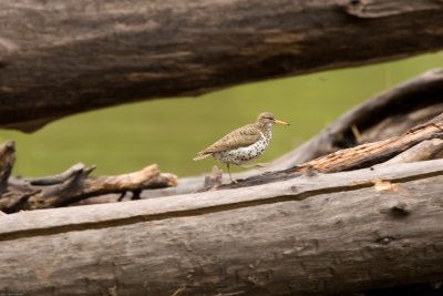 Spotted Sandpiper - Missoula MT - June 10, 2007