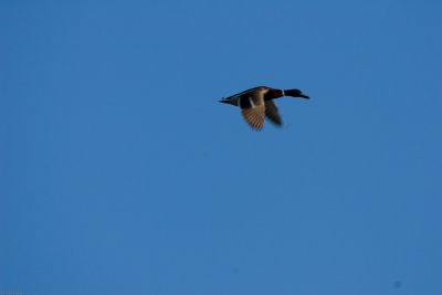 20070611_CC_0027.jpg
