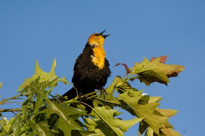 Yellow-headed Blackbird (m) - Missoula MT - June 12, 2007