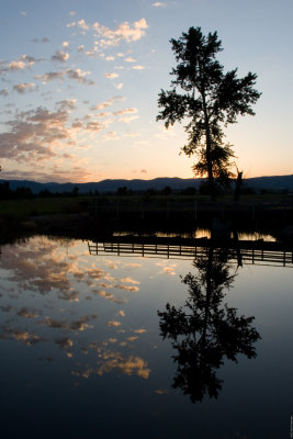 Pond reflection at dawn