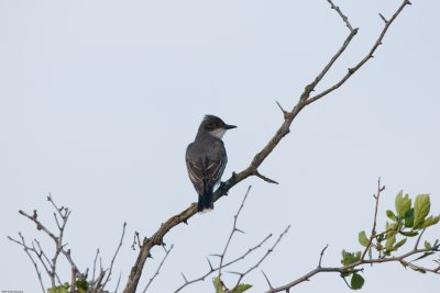 20070627_Lee-Metcalf-NWR_0026.jpg