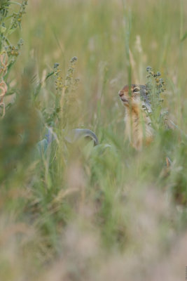 Ground squirrel peering through the grass