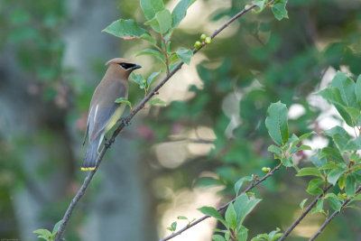 20070627_Lee-Metcalf-NWR_0046.jpg