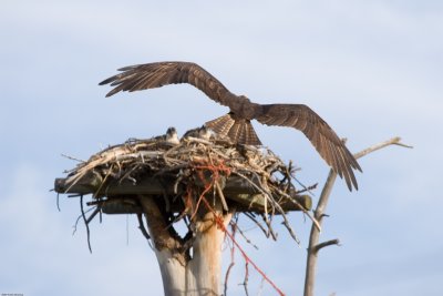 20070630_Lee-Metcalf-NWR_0157.jpg