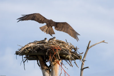 20070630_Lee-Metcalf-NWR_0158.jpg