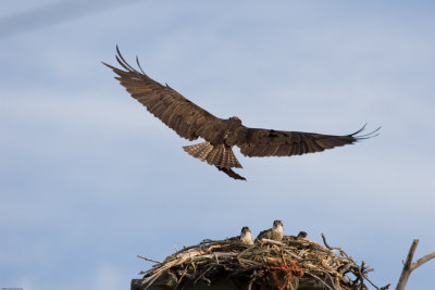 20070630_Lee-Metcalf-NWR_0160.jpg