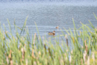 20070630_Lee-Metcalf-NWR_0178.jpg