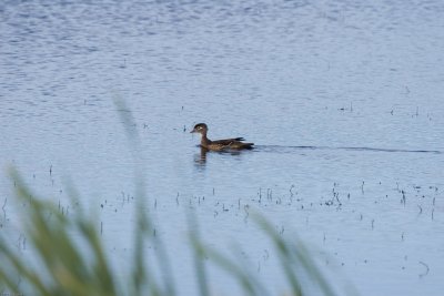 20070630_Lee-Metcalf-NWR_0181.jpg