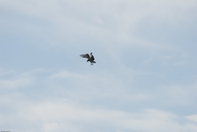 A hungry Osprey has spied a snack