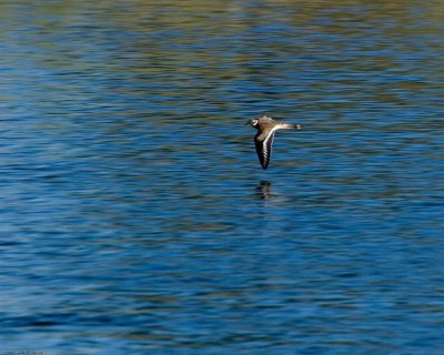 Killdeer