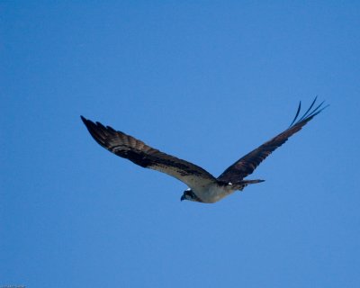 Osprey