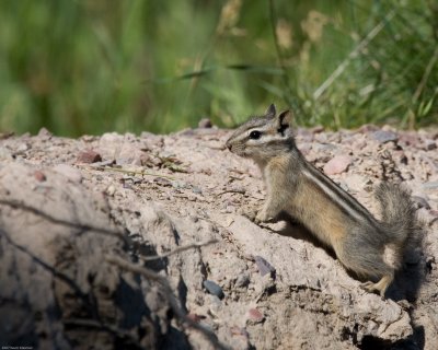 More chipmunk