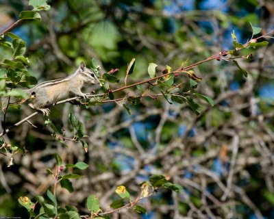 Hunting for berries