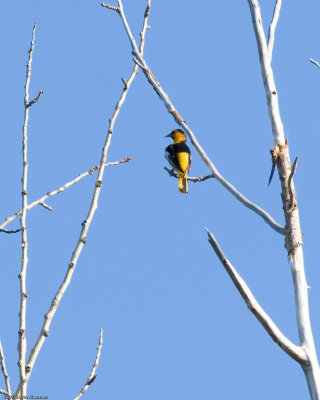 Bullock's Oriole...a first for me