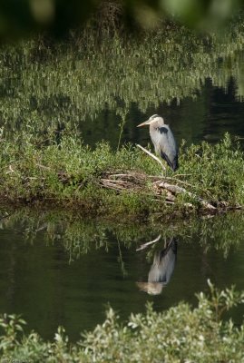 Great Blue Heron - vertical crop