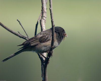 Dark-eyed Junco