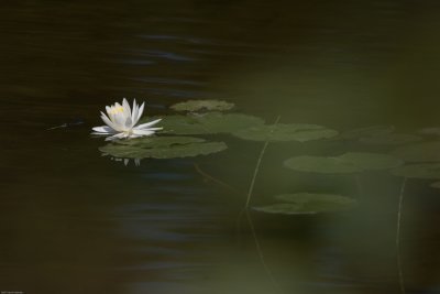 Water Lily