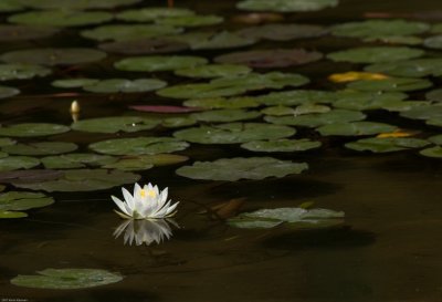 Water Lily 2