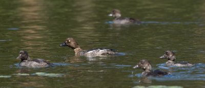 Mama Common Goldeneye with chicks
