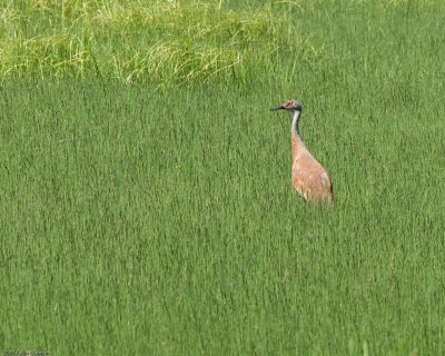 Sandhill Crane - my first!