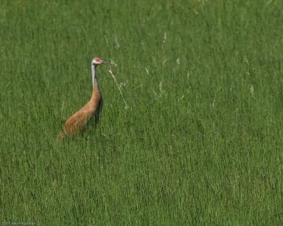 Sandhill Crane. The brown color comes from mud while preening.
