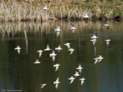 Wilson's Phalarope in flight, underside view