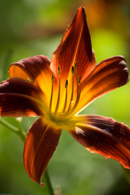 Backlit lily