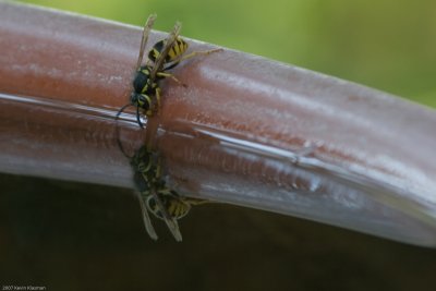 I'd never seen a bee drink before!
