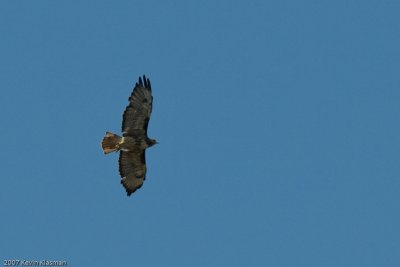 Red-tailed Hawk soaring high overhead