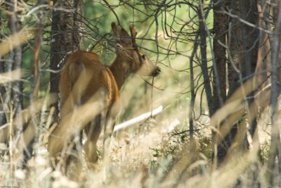 Beautiful young buck in velvet