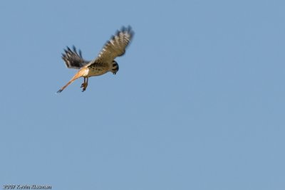 Male American Kestrel hovering