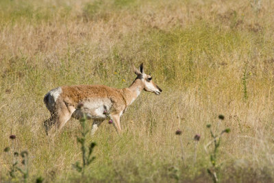 Pronghorn Antelope
