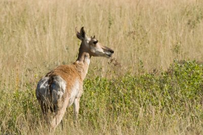 Pronghorn Antelope