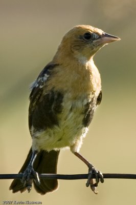 Juvenile Yellow-headed Blackbird