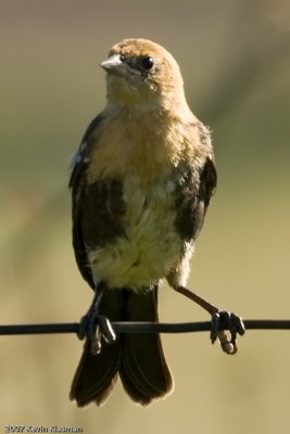 Juvenile Yellow-headed Blackbird
