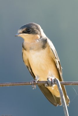 Barn Swallow