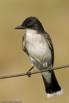 Eastern Kingbird