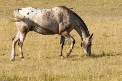 Horse grazing
