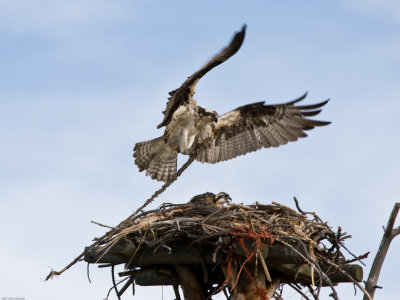 Osprey bringing nesting material to nest