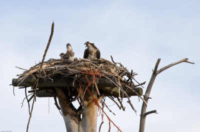 Adult Osprey and chick reacting to falling branch