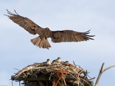 Adult Osprey about to land on nest